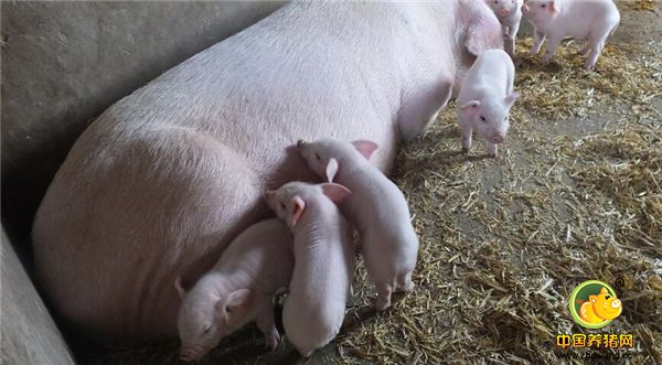 5、母猪给仔猪哺乳。 母子情深。