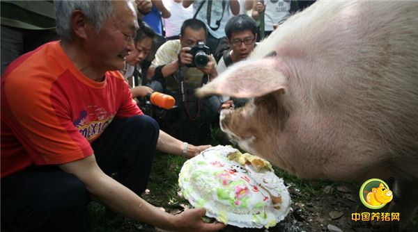 4、猪坚强获救后生活非常有规律，吃饭、睡觉、散步。2010年，博物馆还为它开了重生两周年party，这是猪坚强在吃蛋糕庆贺自己重生两周年纪念。猪坚强曾获得2008年感动中国十大动物荣誉之首。常常有粉丝来和这合影。