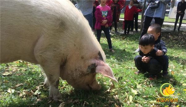1、2018年4月7日，11岁的猪坚强照例出来散步吃草，年初的时候猪坚强卧床不起，当时把人们吓坏了，如今猪坚强再次站立起来，游客纷纷前来观看拍照。