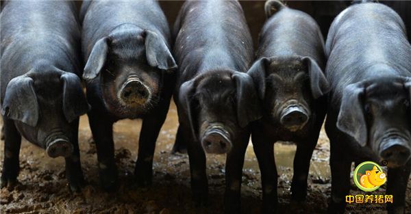 2、家庭农场内养殖的皖南黑土猪。据养殖场工作人员介绍，皖南黑土猪主要供应上海，供不应求。