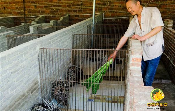 3、贵州省天柱县坌处镇一家豪猪养殖场里，场主王忠友在给豪猪喂青料。