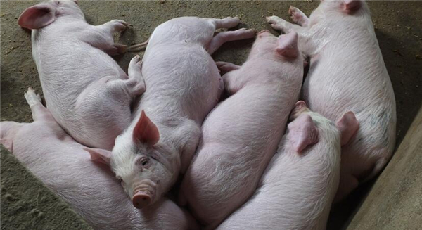 2、农妇彭大妈家饲养的猪，大大小小约有30多头，另有8头母猪，部分产仔。