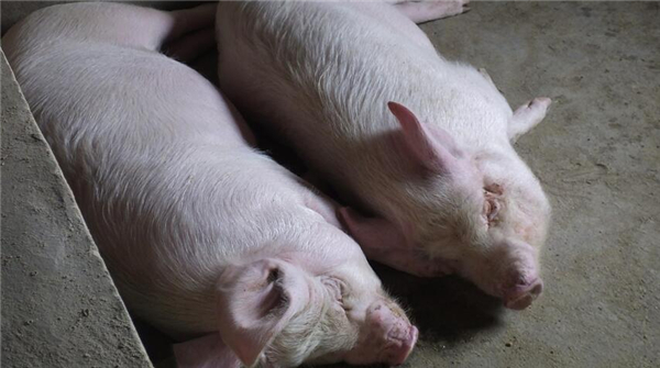 1、2018年3月22日，湖北宜昌市夷陵区鸦鹊岭镇白河村三组，农妇彭大妈家饲养的猪健壮可爱。 两头大肉猪酣睡，鼾声如雷。