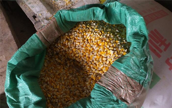 4、彭大妈养猪用的玉米，大部分是自己家种植的。 不够的话，就从市场上买，玉米大约1.1元一斤。