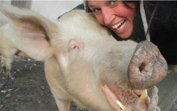 意大利女子拯救猪...