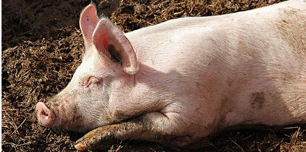 东北养猪大跃进：黑龙江每天宰杀近2000头母猪？