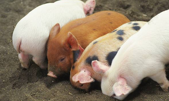 别再鼓动养猪户们抛售了，猪价已经具备上涨条件了？
