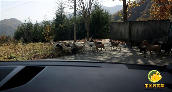 6、通往养殖基地的路是肖辉修的，车一路走总能遇到羊群，野猪群。
