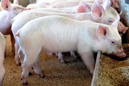 中国农业展望报告：猪价2020年以后将会触底反弹？