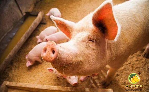新手养殖户涨知识！这样饲养空怀母猪能大大提高受胎率！