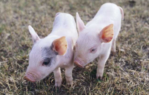 夏季养猪场中猪传染性胸膜肺炎怎么治？