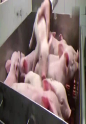 养殖业：先进养殖场 如此养猪，你见过这样养猪的么？
