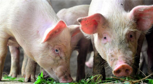 1、每窝最小的猪被养殖户称之为“僵猪”。僵猪分为：奶僵、胎僵和病僵，以目前的养殖水平，最常见的是病僵，常见的病毒性腹泻、寄生虫都极易导致僵猪的出现。