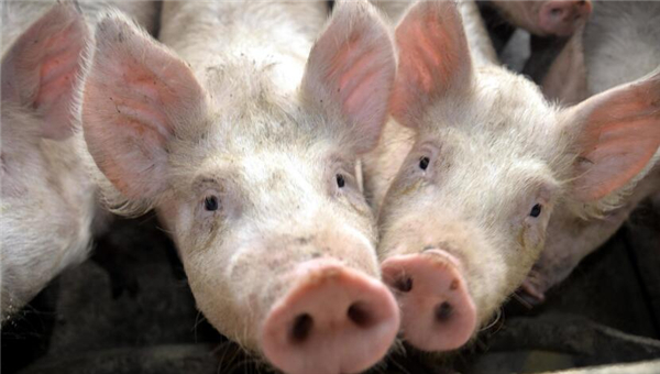 5、养殖户治疗僵猪法四：僵猪的消化能力弱无法从饲料中获取足够的微量元素，使用多维可以满足病猪机体对微量元素的基本需求。