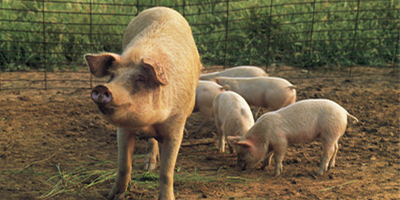 新华社直指猪价：淘汰猪场反赔钱，有何良策？