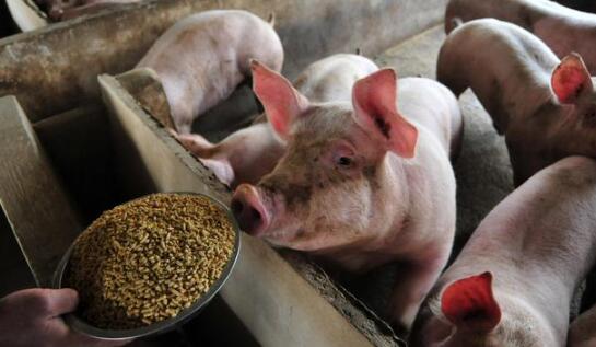 生猪价格稳定半个月了，为何有的养殖户却说：希望猪价再跌一跌？