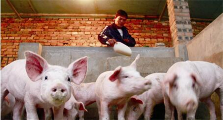 热应激对猪生产性能的影响及应对措施