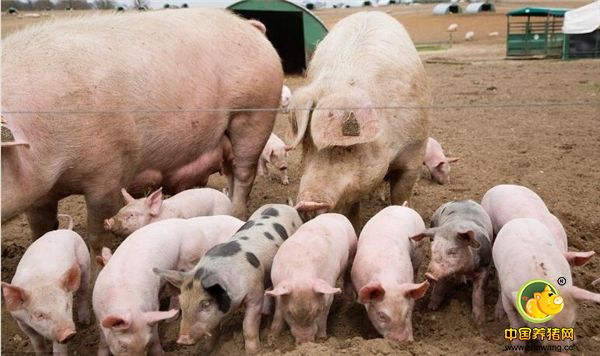 猪场内母猪产死胎增多，养殖户知道什么问题怎么防控吗？