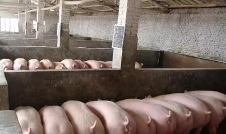 猪价低迷国家补贴规模化猪场，是在打压散养户？