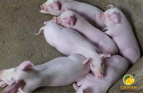 6、可爱的小猪正在扎堆睡觉。