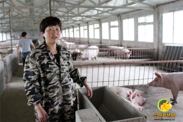 猪肉价格走低 夫妻返乡创业养猪一年赔钱近十万元！