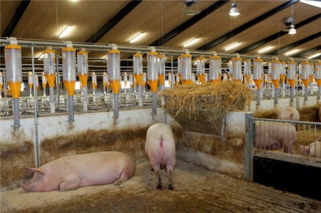 丹麦的养猪业生产——现代、高效、不断变化