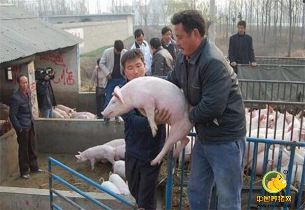养猪界也有黄牛，不养猪却靠猪千人每年获利过亿元