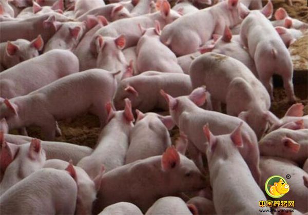 5、如今因为禁养政策的实施这个一度繁荣的养猪界黄牛业务急剧下降，猪苗之乡的称誉也将成为历史。
