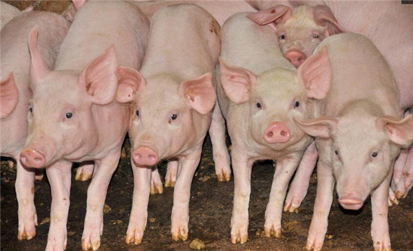 2、原因一、养猪大企产能的持续释放，根据4月份各个上市养猪公司的财报显示，正邦科技和天邦股份在2018年第一季度生猪产能同比增加一倍以上，温氏和牧原股份的产能也同比增加。