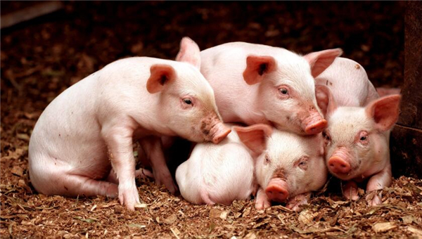 3、原因二、进口猪肉在2018年持续增加，从中国对美国猪肉加征关税，猪肉进口量不降反增，特别是在南方部分地区的走私猪肉猖獗，甚至有部分屠宰场的大部分生猪来源不明，对这些地区的猪价也是不小的影响。