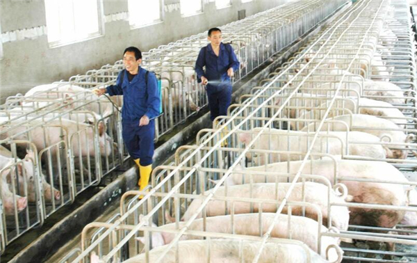 【商丘养殖】规模化猪场养猪技术规范，不同猪舍的要求