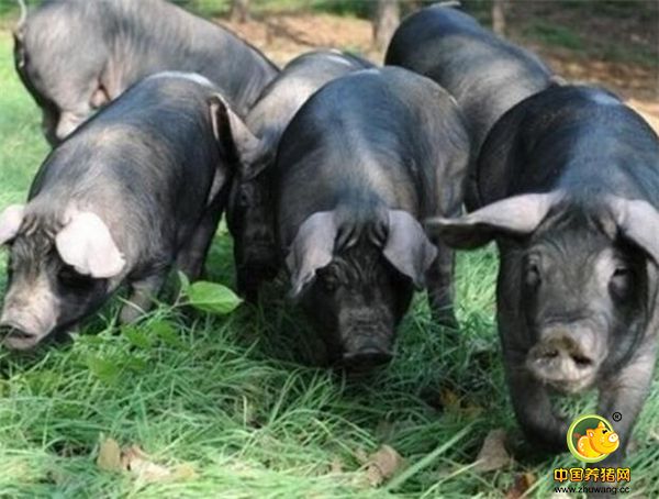 我是一个养猪人，在饲料催肥养猪大肆其道的今天，我要做最后一个土方法养猪的人，只为坚守绿色。