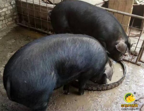 我在猪圈里忙乎的时候,总能见到它两个守在食盆旁,养的几头猪就它们长