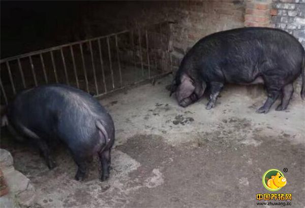 这两头最爱撒欢，被圈在猪圈里饲养，它们还以为在外面呢，瞎逛，闲不下来，它们也长得瘦些。