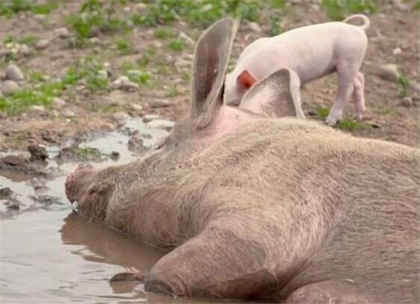 比利平常总是会叫未婚妻「小猪」，因此打算以猪作为婚礼的主题，把婚礼场地安排在猪农场，更租了50只猪来帮忙证婚，希望打造出一个让「母猪」史蒂芬觉得惊喜又浪漫的婚礼。