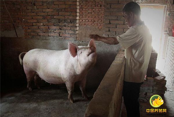 这是闫大哥养的1头老母猪，他说这几年母猪要更新，不能按照老一套养猪了，他养猪的技术指导就是当地的兽医，今年他还准备引进新品种。
