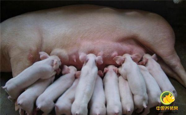1、母猪产下的胎衣不要丢了，可以将胎衣洗净煮熟拌红糖给母猪吃。这是很有效的一个方法，而且对预防仔猪伪狂犬也有一定的作用。