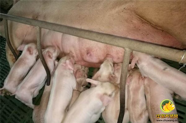 5.母猪没有奶水是最常见的母猪产前产后问题，想彻底的改善奶水质量，需要从母猪的饲养管理着手，在母猪的妊娠期和哺乳期要注意母猪的营养搭配。可以喂一些含有丰富蛋白质，和维生素的饲料添加剂，给母猪补充营养。