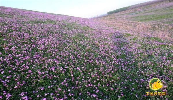 紫云英的根，全草和种子可入药，具有祛风明目，健脾益气，解毒止痛之效。是中国主要蜜源植物之一