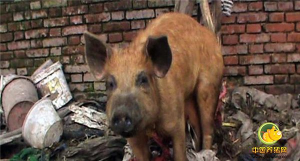 河南郑州市电厂路与化肥东附近，有一处宽约6米，长50多米的胡同内“散养”着十多头肉猪。