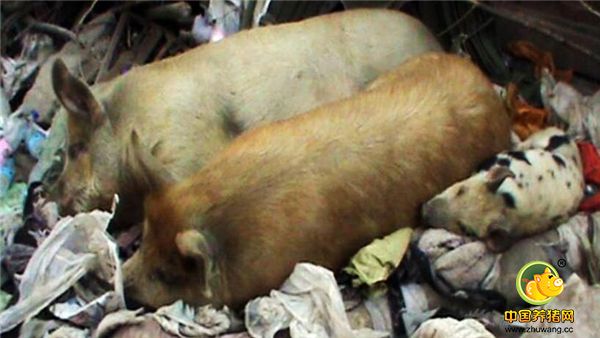 据知情者称，在这里喂猪的是一名70多岁的老人，无儿无女，自打年轻时候就在附近养猪，几十年来一直在铁路附近的过道中养猪为生，如今少说也有50多年了。