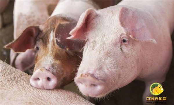 专家指出，由于前期高价刺激了2016年、2017年生猪的补栏，特别是大型养殖企业产能扩张较快，中国7家上市养殖企业2017年出栏量同比增加30%，2018年以来生猪产能更是处于高位。一季度生猪出栏19983万头，同比增长1.9%，猪肉产量1543万吨，同比增长2.1%。进口猪肉并未受到中美贸易战影响。