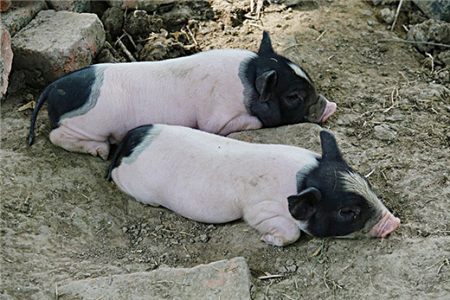 几种猪病母源抗体消长规律，养猪人必知！