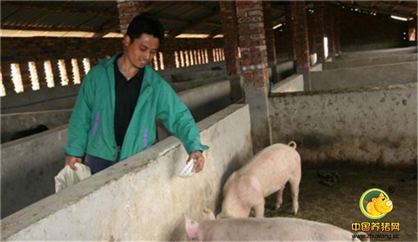 养猪要有大局观 农村养猪生产存在的主要问题