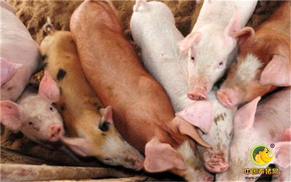 第六农村养猪还是以传统生产方式多，规模小，形不成商品效益。