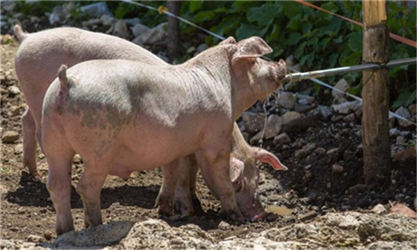 预计近期猪价或稳定为主，局地低价有微涨调整。近期，北方多雨南方高温，小编提醒养殖户做好猪场饲养管理工作。