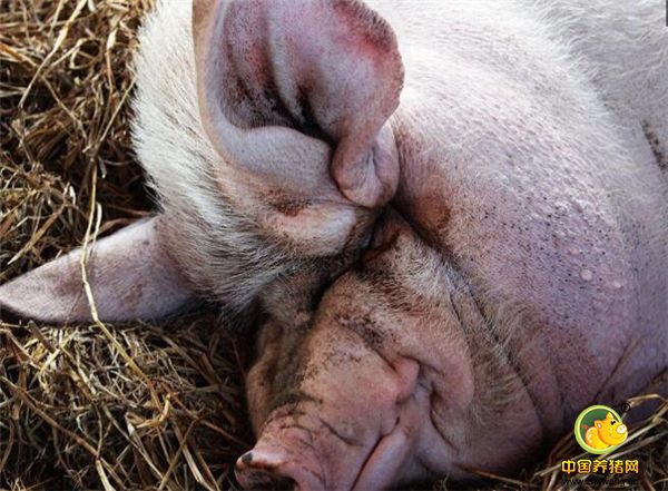 一般家猪的寿命只有20年左右，因此他家这头12岁的肉猪应该已“年过半百”。徐南兴说，这头猪已到了一定的年纪，他打算继续养下去，把它当做自己的家人一样，直至其寿终正寝。