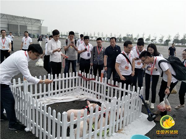 第十六届（2018）中国畜牧业博览会——“奔跑吧！小猪”趣味运动嘉年华活动精彩瞬间！
