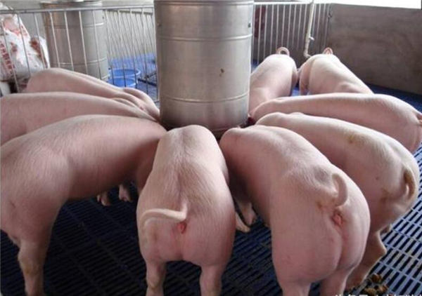 在治疗猪病时，这几种饲料千万不要喂！值得养殖户收藏！
