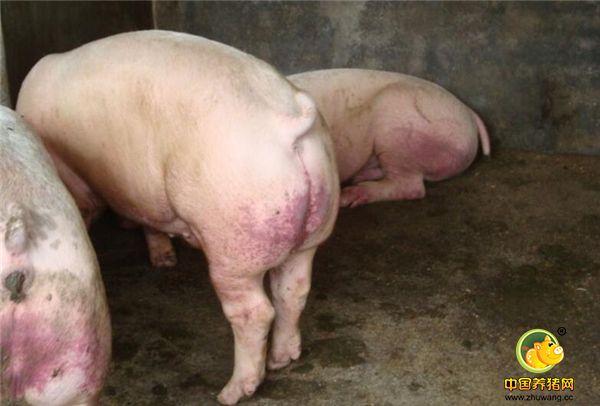 第四招：猪的身体出现明显的疹子，这是猪舍内潮湿，导致皮肤类病菌大量繁殖导致，严重的能致使生猪猥琐消瘦，这时，养猪户可以用石灰水给猪舍消消毒，然后买一点外用药物，给猪涂抹即可恢复。